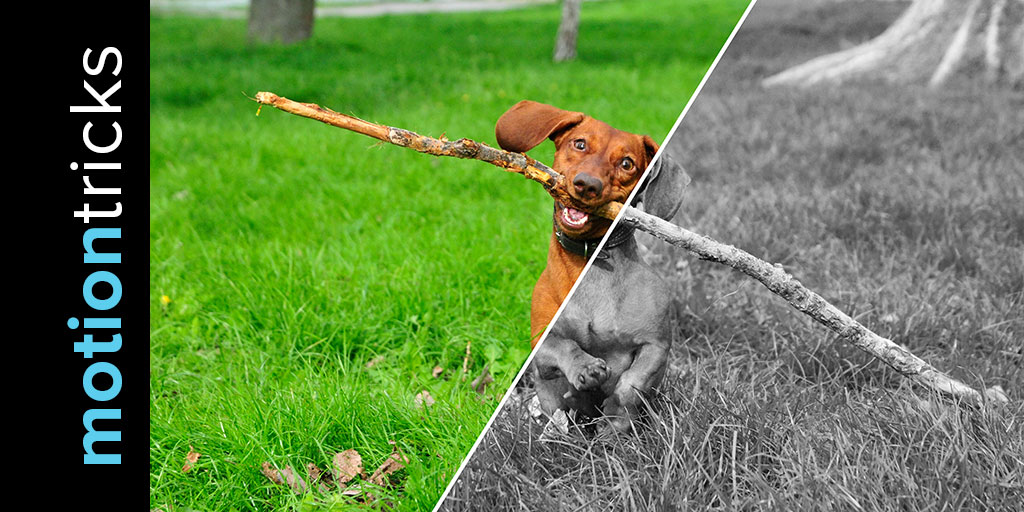 Before and After SVG Slider • Motion Tricks